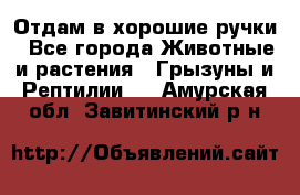 Отдам в хорошие ручки - Все города Животные и растения » Грызуны и Рептилии   . Амурская обл.,Завитинский р-н